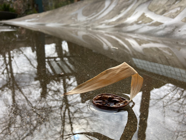 little sailboat in a puddle made with a walnut shell and bamboo leaf